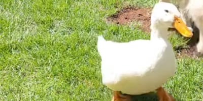 Louie the duck