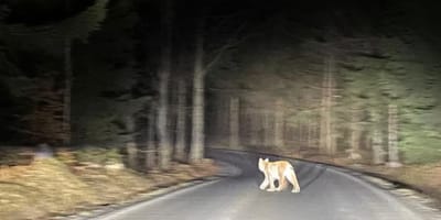 Luchs auf einer Straße im Wald