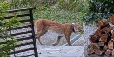 Luchs läuft an der Terrasse vorbei