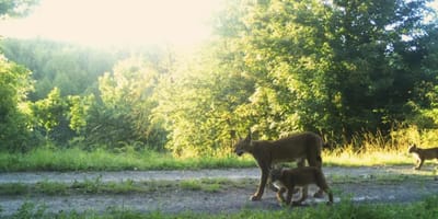 Luchsfamilie im Harz gesichtet