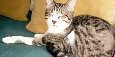 lucia-gata-ciega-en-adopcion