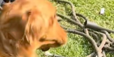 Lucky le Golden Retriever