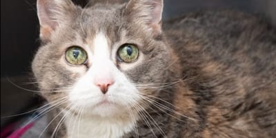 Lucy, gatta abbandonata