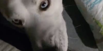 Hond Ludo