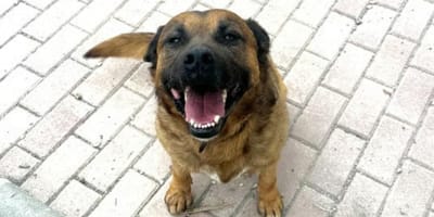 luiso-perro-en-adopcion-en-mazarron