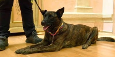 luka-perra-rescate-badajoz-venezuela