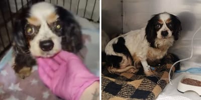 Lukrecja - cavalier king charles spaniel z hodowli