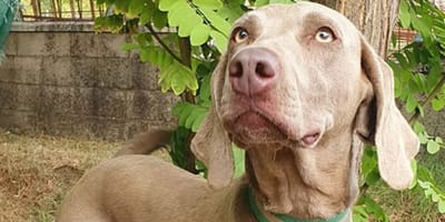 luna-braco-aleman-en-adopcion