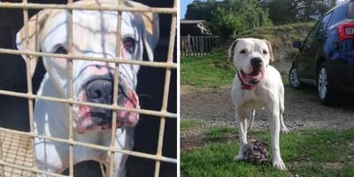Lypsia, chienne Bouledogue Américain à adopter