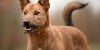 Maceo zoekt een nieuwe baas. Adopteer jij hem?