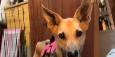 Macie la chienne