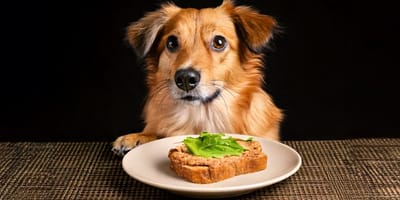Mag een hond brood met leverpastei?