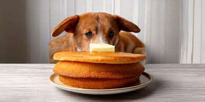 Mag een hond eierkoek eten?