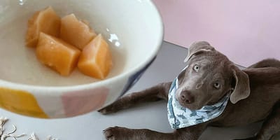 Mag een hond galiameloen eten?