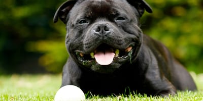 Mag een hond gras eten?