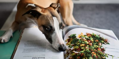 Mag een hond ijsbergsla eten?