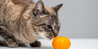 Mag een kat mandarijn eten?