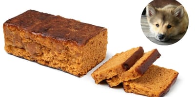 Mag een hond ontbijtkoek eten?
