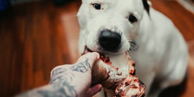 Mag een hond rosbief eten?