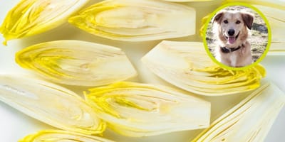 Mag een hond witlof?