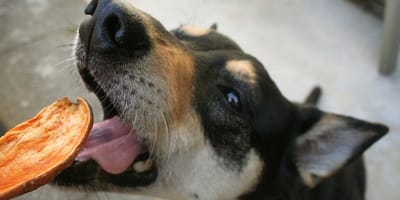 mag een hond zoete aardappel