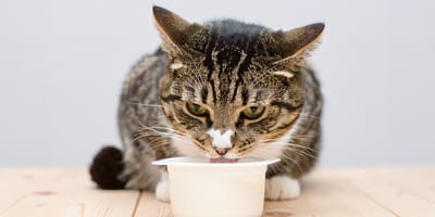 Mag een kat Griekse yoghurt eten?