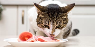 Mag een kat ham eten?