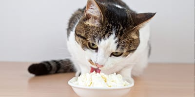 Mag een kat kwark eten?