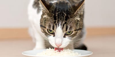 Mag een kat rijst eten?