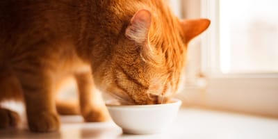 Mag een kat soep? En zo ja, wat is de lekkerste soep voor een kat