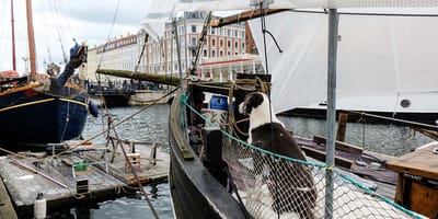 mag mijn hond mee naar Denemarken?
