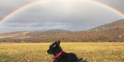 mag mijn hond mee naar Hongarije?