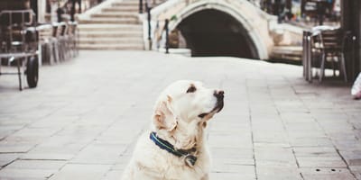 mag mijn hond mee naar Italië