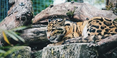 Mag mijn hond mee naar Ouwehands Dierenpark