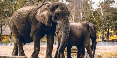 Mag mijn hond mee naar Safaripark Beekse Bergen