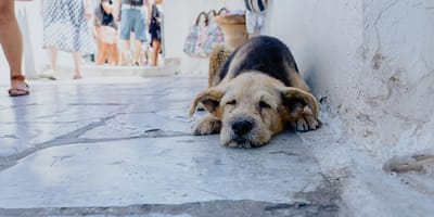 mag mijn hond mee op vakantie naar Griekenland