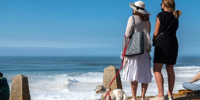 Mag mijn hond mee op vakantie naar Portugal?