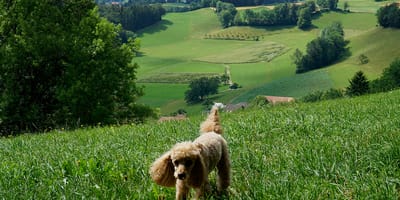 mag mijn hond mee op vakantie naar Zwitserland?