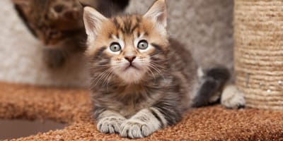 Maine coon