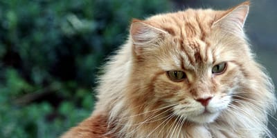 Maine Coon kat zien opgroeien in 18 seconden