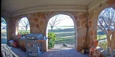 Perro en casa de su vecino