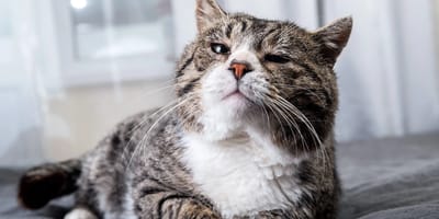 maladies vieillesse chat