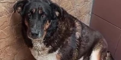 malena-perra-en-adopcion
