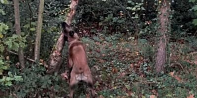 Malinois beißt in Baum