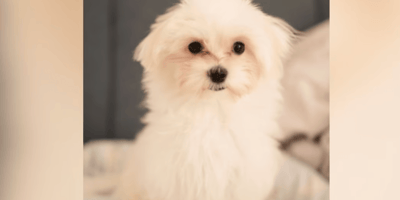 Maltese puppy staring at camera