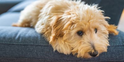 Maltipoo-Welpe auf dem Sofa