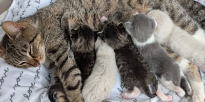 Moederpoes met haar kittens