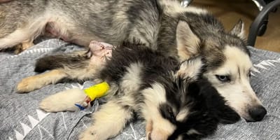 Mamá y cachorra husky