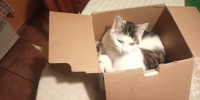 Man in Hongarije redt katten