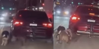 Man in New York bindt honden vast achter auto